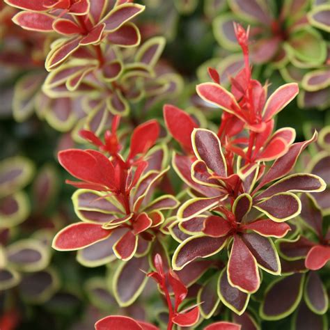 berberis admiration burberry|picture of japanese barberry.